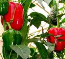Kako raste paprika u otvorenom prostoru dobro?