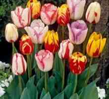 Kako rastu tulipani kod kuće: Savjeti iskusni vrtlari