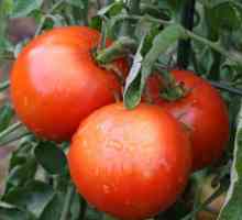 Kako raste paradajz, "sto funti?"