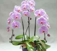 Kako da se orhideja na godinu cvatu više puta?