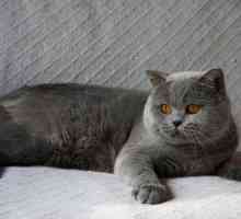 Koje su rase siva mačka?