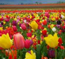 Ono cvijeće cvatu maj: Pisma i slike