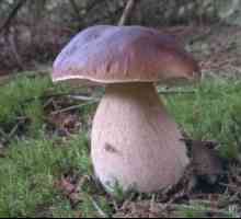 Koje gljive su na osobine i karakteristike