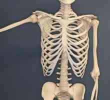 Šta kosti formiraju grudni koš? Kosti ljudske grudi