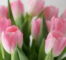 Koji uslovi moraju imati dugo stajao tulipani svježe?