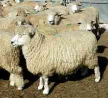 Šta ovčijeg mesa pasmina uzgajaju u Rusiji