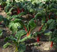 Šta povrće može biti posađeno u hladu - tajne vrtlari