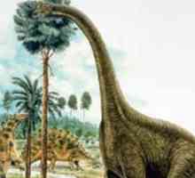 Ono što je bilo dinosaura biljoždera