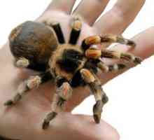 Kakav način života je najveći pauk na svijetu