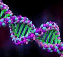 Koji dio DNK šećera? Kemijske baze DNK strukture