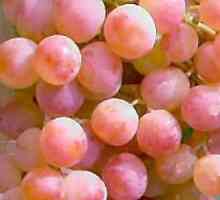 Ono što je grožđe Tayfi