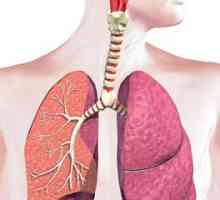 Kakav je značaj respiratornog sistema? Njihove karakteristike i funkcije