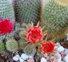 Kaktus cvatnje: šta briga mu treba?
