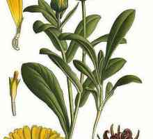 Calendula (pot neven): se koristi u narodnoj medicini