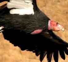 California condor: staništa i opis vrsta