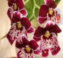 Cumbria - orhideja za one koji su umorni od Phalaenopsis