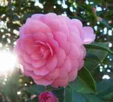 Camellia: njegu u kući, zalijevanje, umjetno gnojivo