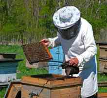 Kandi na pčele: recept. Prihrane pčela u zimskom periodu: lekcije pčelarstva