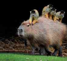 Kapibara - to ... Opis i izgled