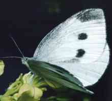 Kupus beli leptir (Pieris brassicae). leptiri