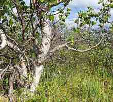 Karelian breza - amazing teksturom drveta