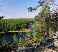 Karelian šuma: opis, priroda, drveće i zanimljivosti