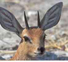 Royal antilope - životinja gradi gnijezdo