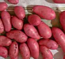 Krompir "Scarlet": opis sorte, recenzije vrtlari