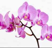 Posude za orhideje, biljke uslovi pritvora