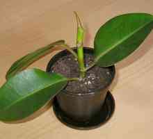 Ficus elastica za reprodukciju i njegu