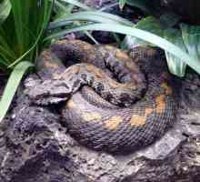 Caucasian zmija: neprijatelj sa kojim nije potrebno komunicirati