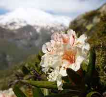 Caucasian Rhododendron: opis, sadnju i njegu