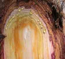 Cedar oleoresina: efektivna kurativne smola