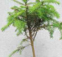 Cypress - crnogoričnim drvo koje može rasti kod kuće