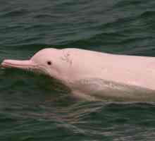 Kineski White Dolphin: opis i način života