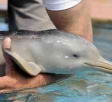 Kineski rijeka delfin, koji je smatran da je izumro, viđen je u Yangtze
