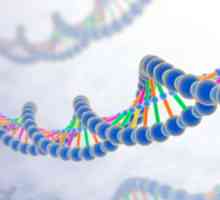 Klasifikacija gena - strukturne i funkcionalne