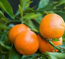 Clementine - to ... U klementine se razlikuju od mandarina?