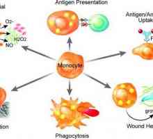 Ćelije makrofaga. Šta je to i šta oni imaju funkcije
