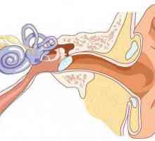 Klinički anatomija uha. Struktura ljudskog uha
