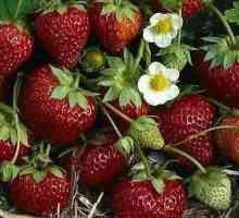 Med Strawberry: opis sorte i produktivnost
