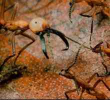 Vojska mrav: opis, karakteristike, zanimljivosti i recenzije