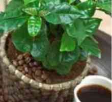 Arabica kave - a cveća iz vruće tropics