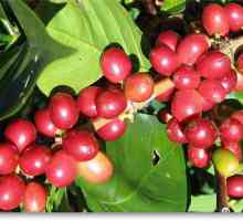 Coffee Maragogype Nikaragva - napitak koji će vas iznenaditi