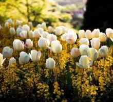 Kada transplantiranih tulipani: karakteristike brige