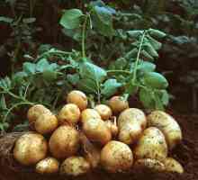 Kada posaditi krompir u predgrađima - daleko od toga da je posljednji razlog za zabrinutost iskusni…