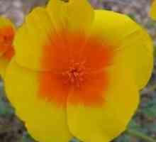 Kada saditi tulipana žarulja: Savjeti vrtlara