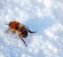 Kada sam stavio pčela iz zimovnika? Izložba Datumi pčela iz zimovnika proljeća