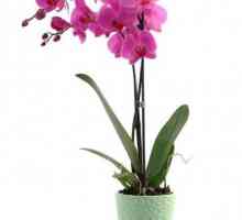 Tko se boji orhideje? štetočine biljaka