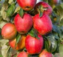 Stubasta jabuka komentar kultivacije u našoj zemlji